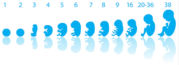 Embriyolarınız 7/24 canlı yayında